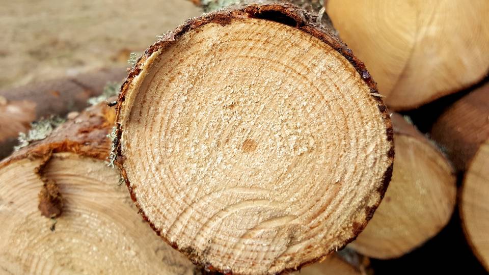 Szwedzki lider przemysłu drzewnego udoskonali efektywność biznesu oraz obsługę klienta