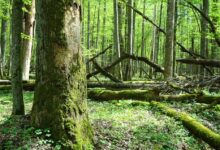Technologia Huawei bada bioróżnorodność Białowieskiego Parku Narodowego
