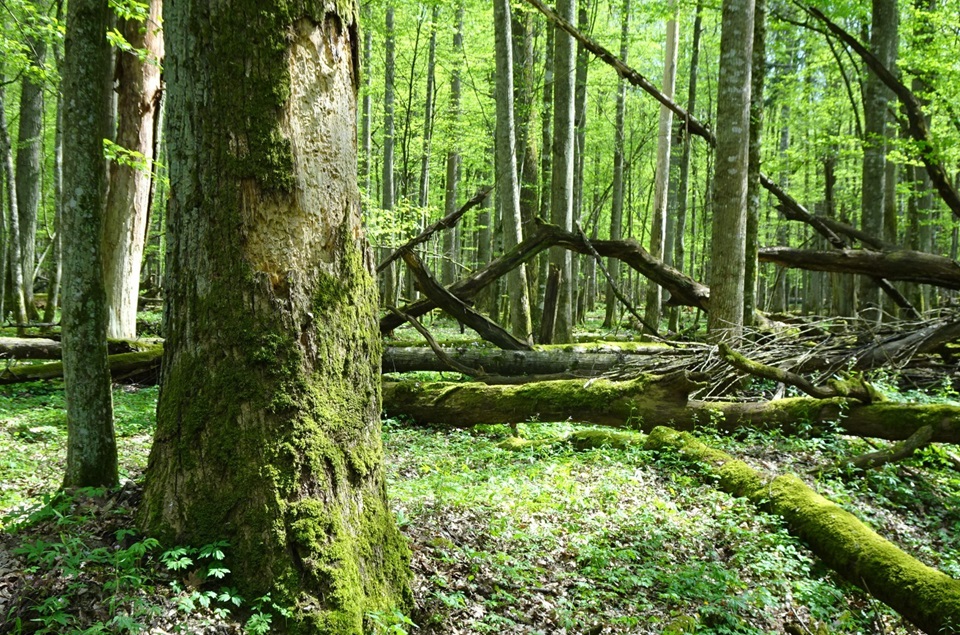 Technologia Huawei bada bioróżnorodność Białowieskiego Parku Narodowego
