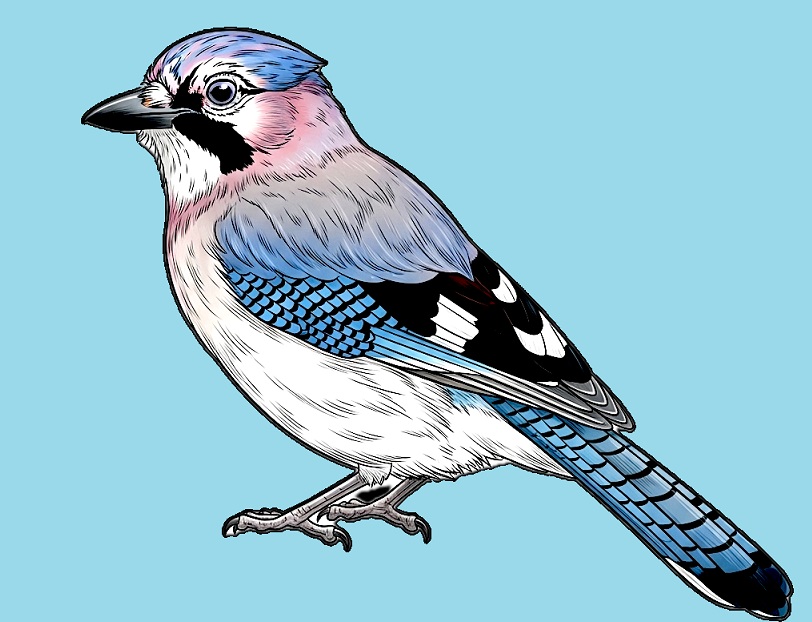 Bielik przedstawia Sójkę: polski lekki model do moderowania treści cyfrowych