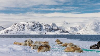 Sp&oacute;r o Grenlandię spowoduje ograniczenie dostępu BigTech&rsquo;&oacute;w do rynku UE?